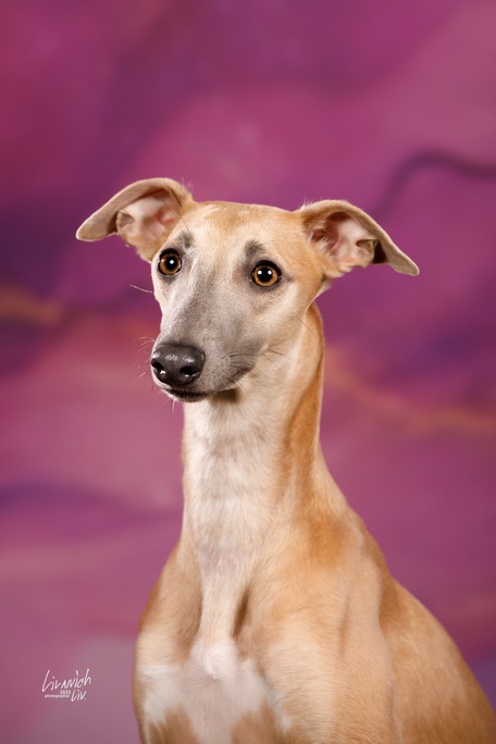 Stangers Land Daring Greatly